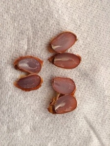 Persimmon Seeds and Wooly Worms