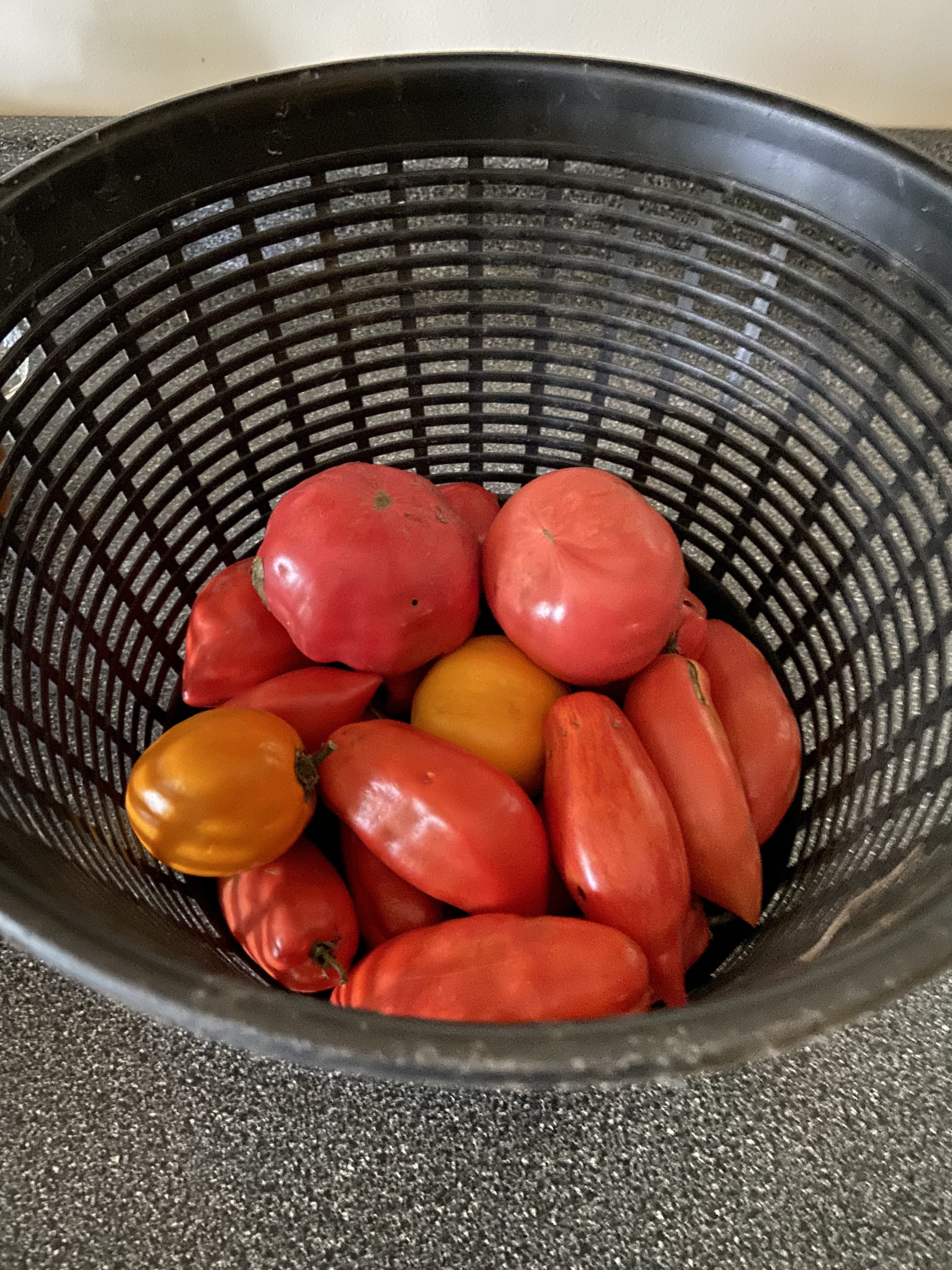 Tomatoes in November?